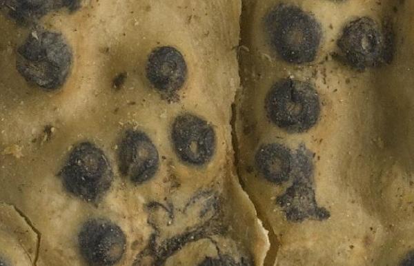 Anthracothecium speciosum Zahlbr.