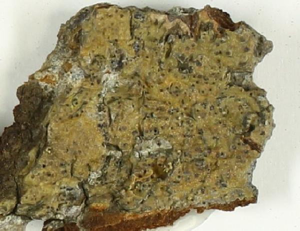 Anthracothecium submucosum (Vain.) Zahlbr.