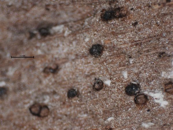 Anthracothecium subochraceum (Nyl.) Zahlbr.
