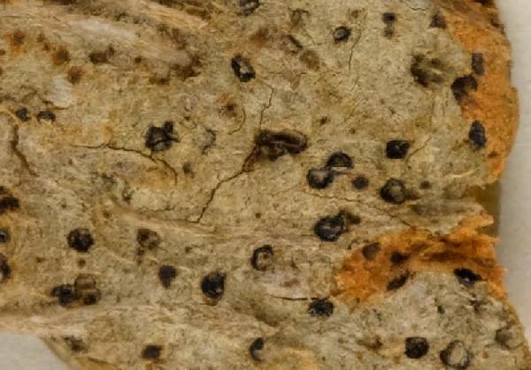 Anthracothecium tetraspermum Riddle