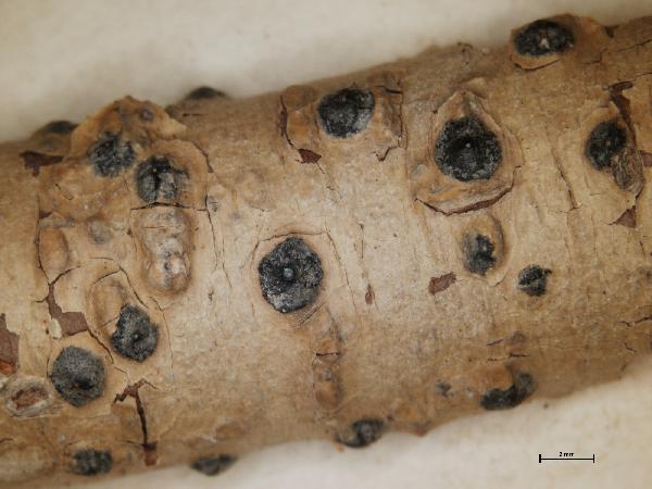 Anthracothecium thwaitesii (Leight.) Müll. Arg.