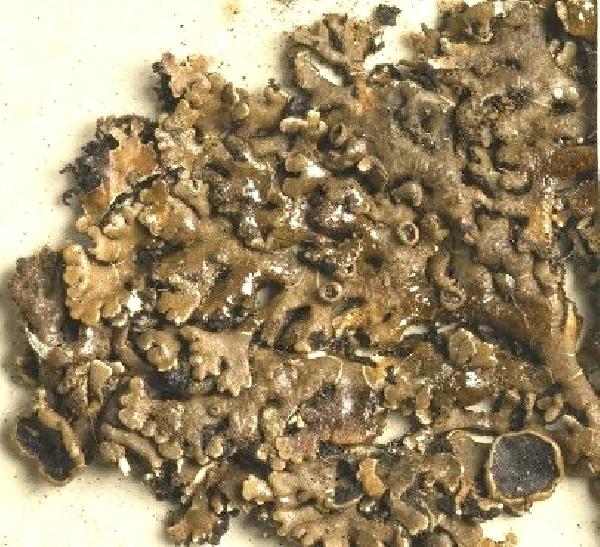 Anzia colpodes (Ach.) Stizenb.