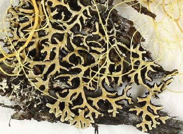 Anzia corallophora Yoshim.