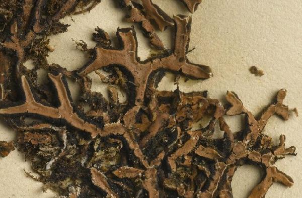 Anzia dictyorhiza (Massee) Yoshim.