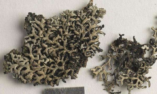 Anzia flavotenuis Jayalal, Wolseley & Aptroot