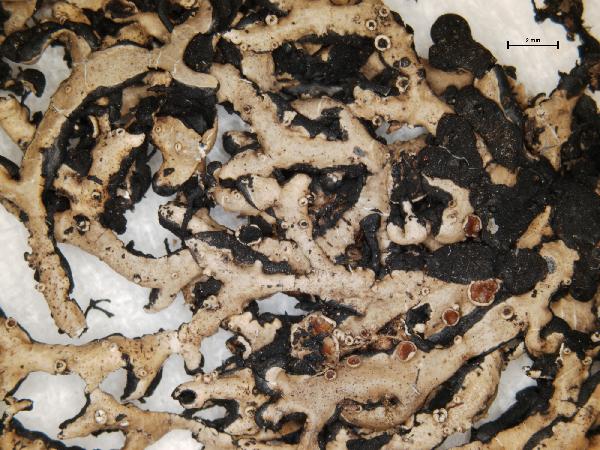 Anzia formosana Asahina
