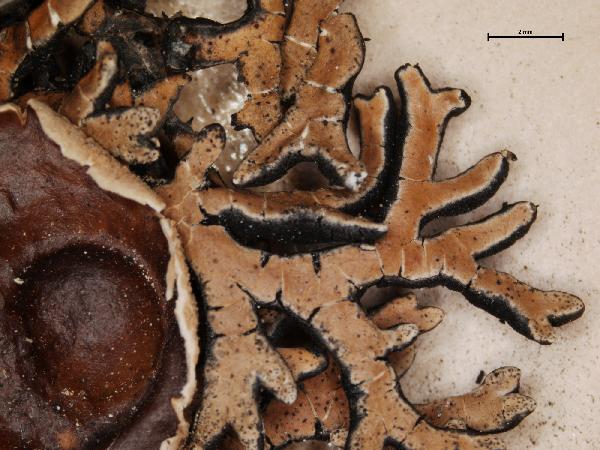 Anzia leucobatoides (Nyl.) Zahlbr.