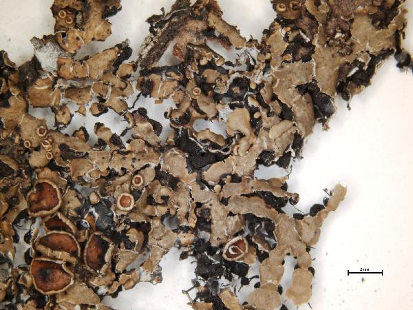 Anzia opuntiella Müll. Arg.