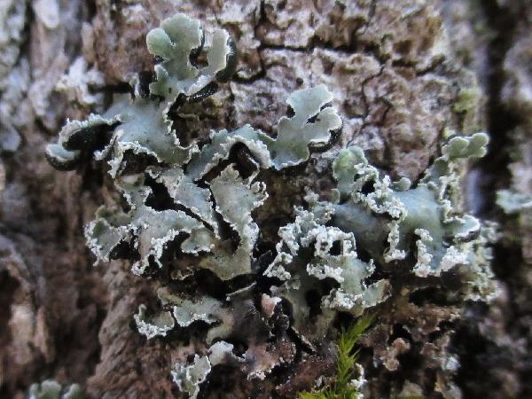 Anzia ornata (Zahlbr.) Asahina