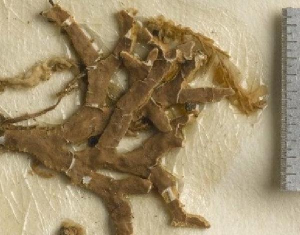 Anzia parasitica (Fée) Zahlbr.