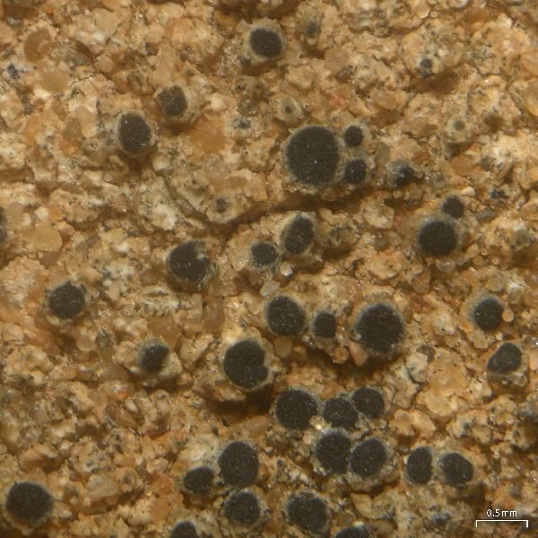 Apatoplaca oblongula (H. Magn.) Poelt & Hafellner