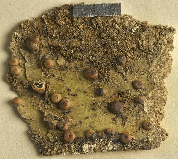 Architrypethelium grande (Kremp.) Aptroot & Lücking