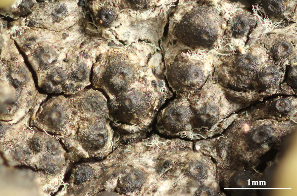 Architrypethelium lauropaluanum Lücking, M.P. Nelsen & Marcelli