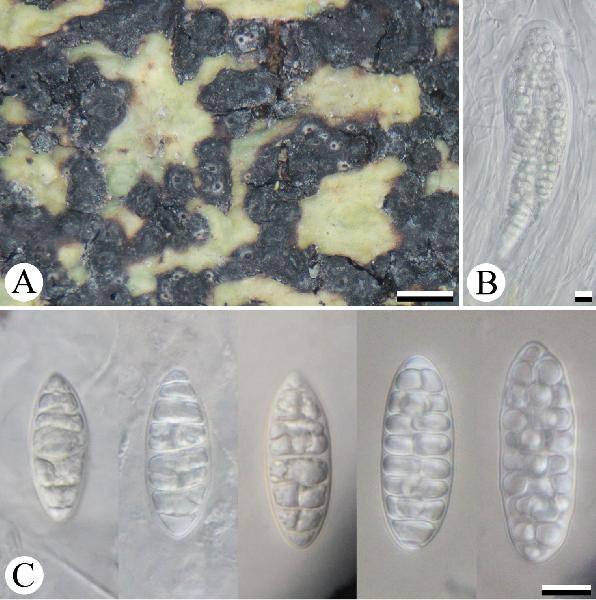 Architrypethelium murisporum Luangsuph., Lumbsch & Sangvichien