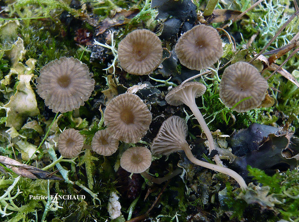 Arrhenia peltigerina (Peck) Redhead, Lutzoni, Moncalvo & Vilgalys