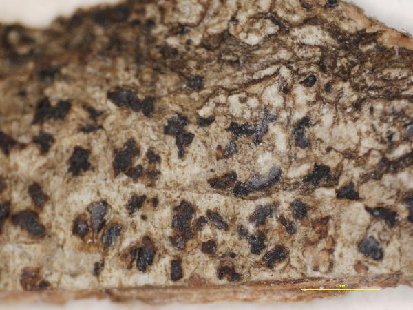 Arthonia albofuscescens Tuck. ex Willey