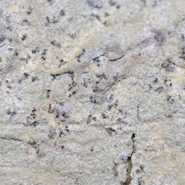Arthonia albovirescens Nyl.