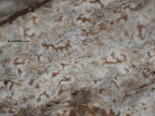 Arthonia anegadensis Riddle