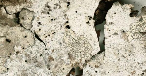 Arthonia arthoniicola Diederich & Aptroot