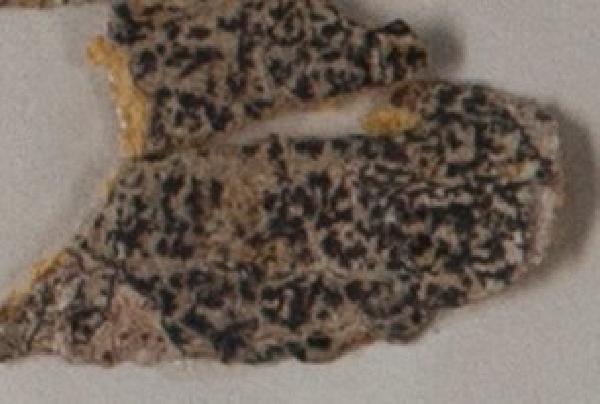 Arthonia atrata (Fée) Nyl.