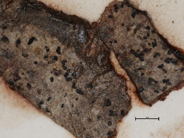 Arthonia biseptella Nyl.