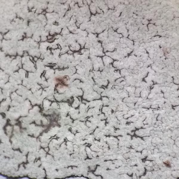 Arthonia catenatula Nyl.