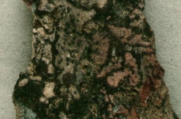 Arthonia chilensis Follmann