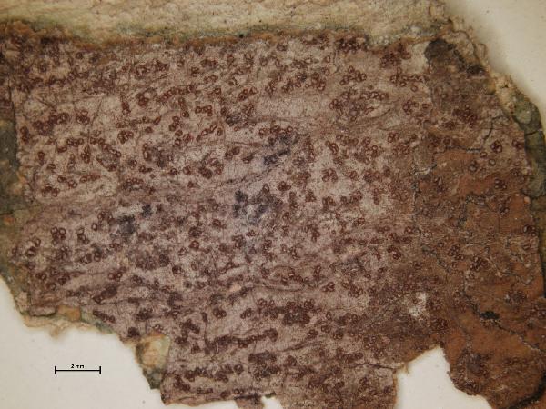 Arthonia circumtincta Müll. Arg.