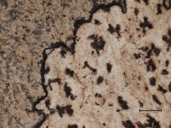 Arthonia conferta (Fée) Nyl.