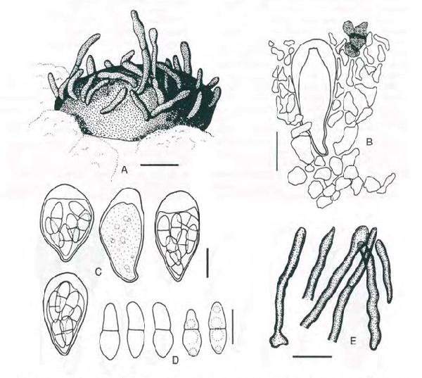 Arthonia coronata Etayo