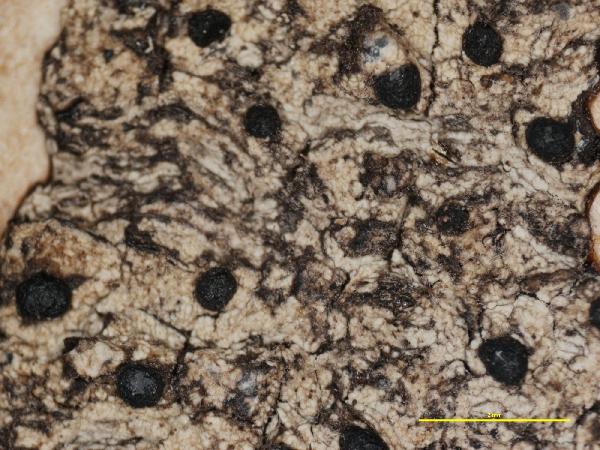 Arthonia cyrtodes Nyl.