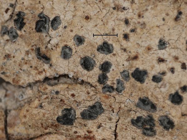 Arthonia diffusa Nyl.