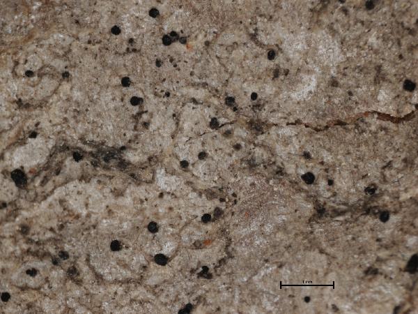 Arthonia diffusella Fink ex J. Hedrick
