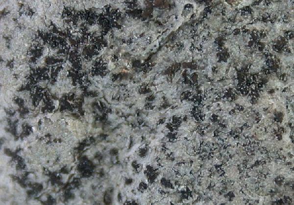 Arthonia dispersula Nyl.