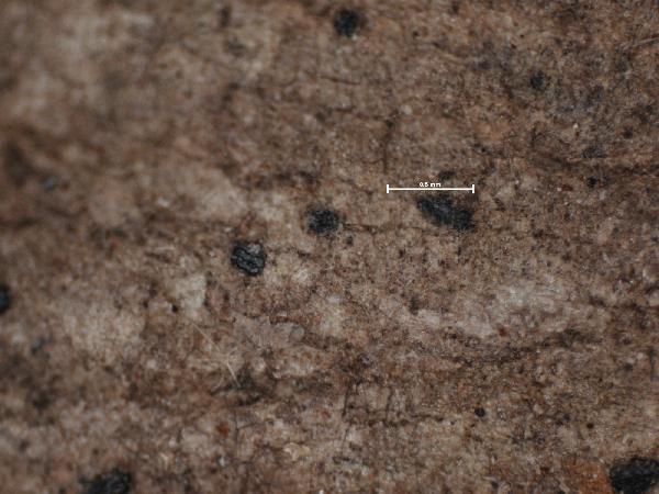 Arthonia distincta Eckfeldt