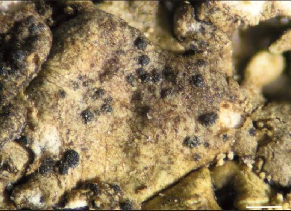 Arthonia donoraticensis Brackel