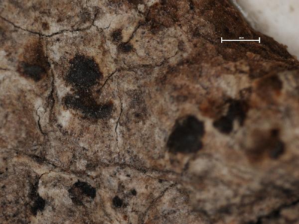 Arthonia eckfeldtii Müll. Arg.