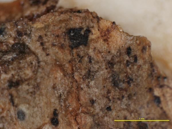 Arthonia erubescens Willey