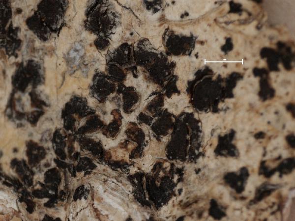 Arthonia excedens (Nyl.) Zahlbr.