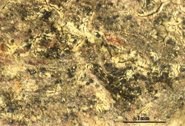 Arthonia exilis (Flörke) Anzi