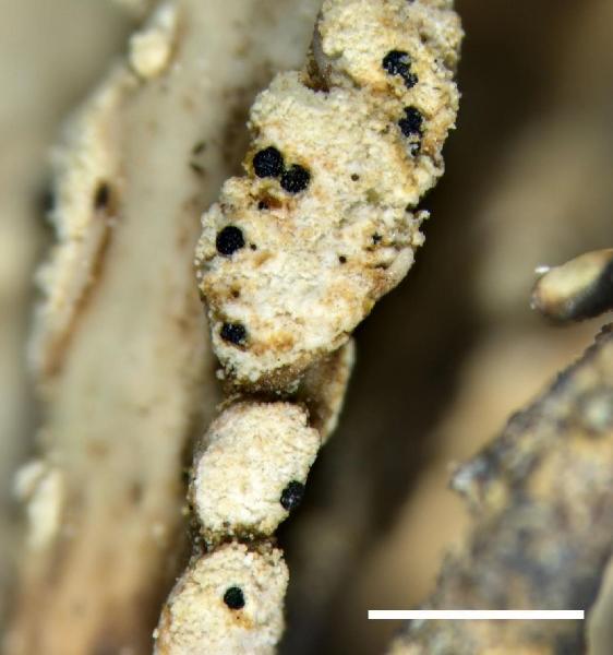 Arthonia farinacea (H. Olivier) R. Sant.