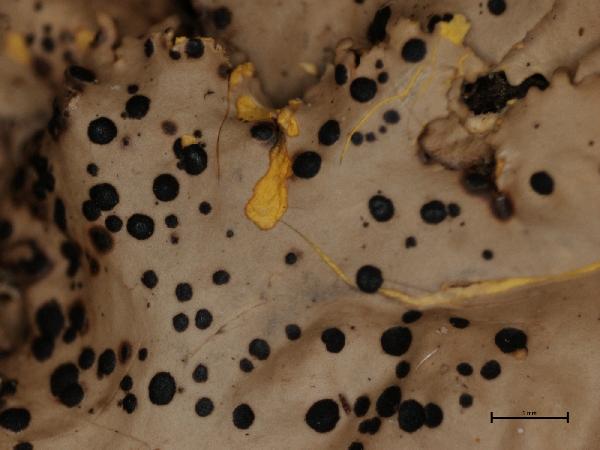 Arthonia flavicantis Wedin & Hafellner