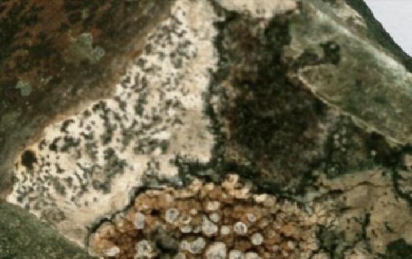 Arthonia follmannii C.W. Dodge