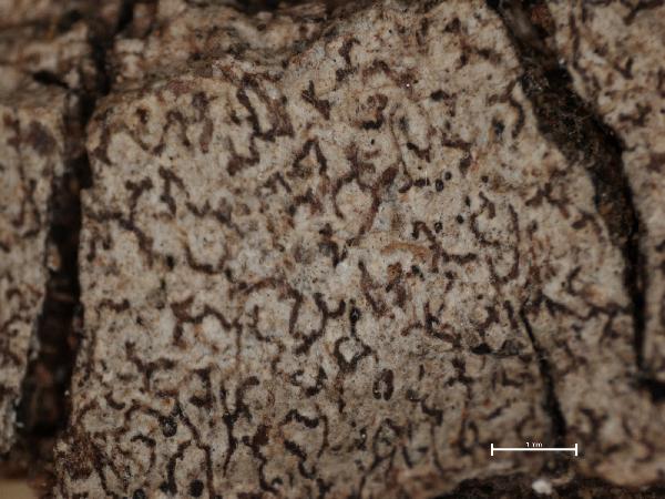 Arthonia fuscoalbella Nyl.