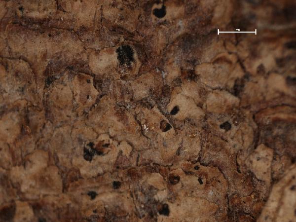Arthonia fusispora Almq.