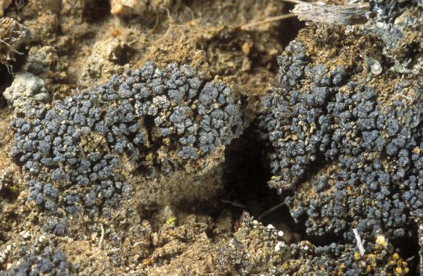 Arthonia glebosa Tuck.
