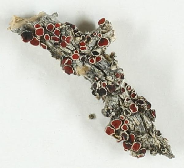 Arthonia haematommatum Kalb & Hafellner