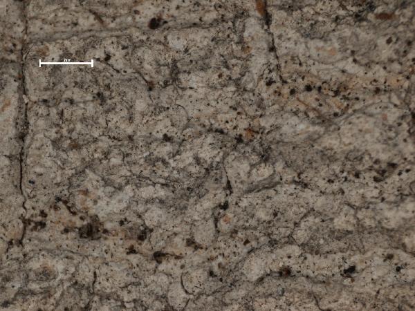 Arthonia hampeana Müll. Arg.