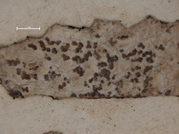 Arthonia hypochniza Nyl. ex Willey