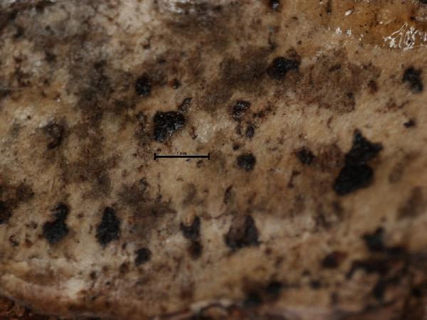 Arthonia ilicinella Nyl.